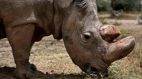 What We Can Learn From The Death Of The Last Male Northern White Rhino