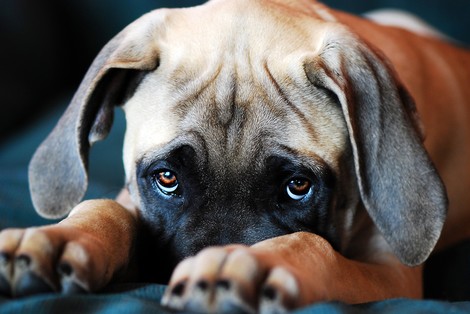 How To Optimize Your Apology 