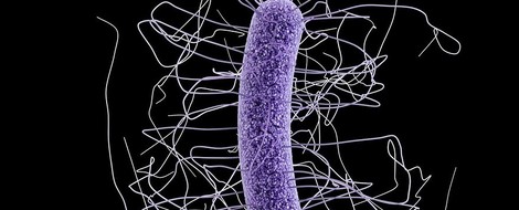 Fecal Transplants: The Poop Cure? 