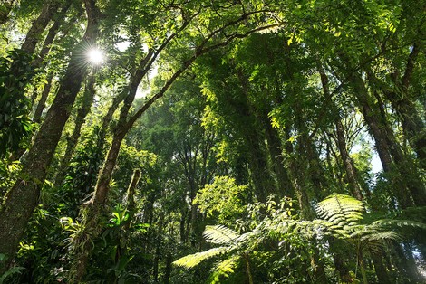 Can Natural Climate Solutions Break Our BECCS Dependence?