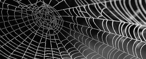 Overcoming Spiders To Make Silk More Accessible 