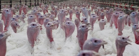 Making Sense Of Turkey Meat Labels