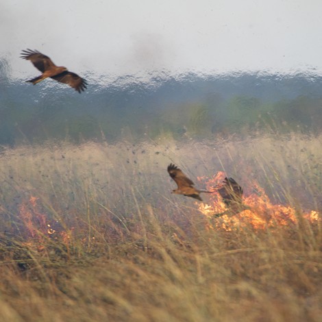 Australia's Lightning Birds — Research Proves Raptors Actually Set Fires To Flush Out Prey