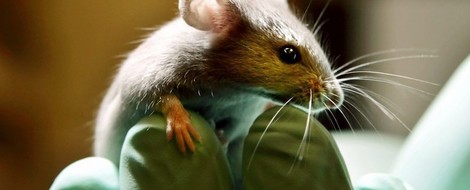 Medical Research Continues To Ignore Women But At What Cost?