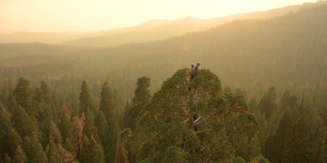 Ode To The Trees