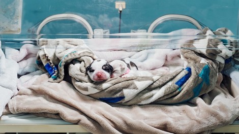 Inside The Very Big, Very Controversial Business Of Dog Cloning