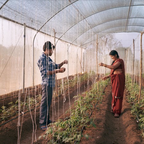 Innovative Greenhouses Help Farmers Adapt To Climate Change In India