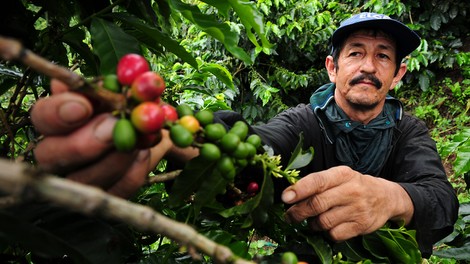 Climate Change Might Ruin Your Cup Of Morning Coffee