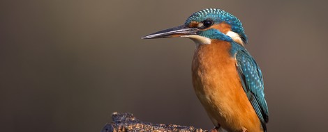 Kingfisher Feathers Look Blue — But They Contain No Pigment