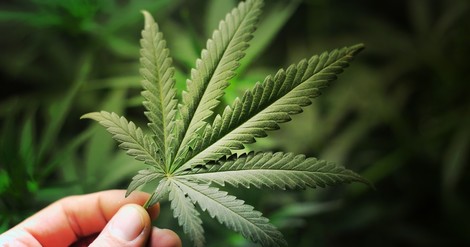 Study Shows Cannabinoids May Change Our Understanding Of Autoimmune Disorders