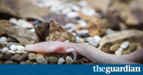 Slovenia Is Saving Its ‘Baby Dragons’