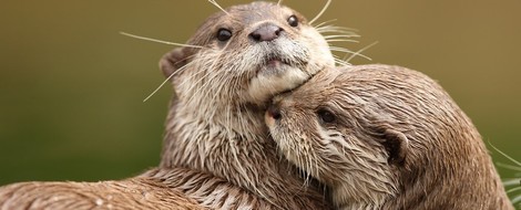 What’s In A Hug? The Science Behind A Simple Embrace
