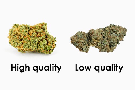 Good Weed, Bad Weed? How To Tell The Difference 
