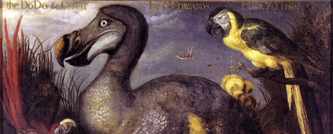 What The Dodo Teaches Us About Lost Ecosystems & How Climate Degradation Hastens Extinction Events