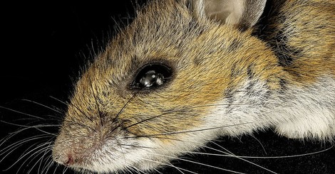 To CRISPR Or Not To CRISPR?
