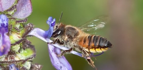 How Barcoding Pollen Might Save Plants And Bees 