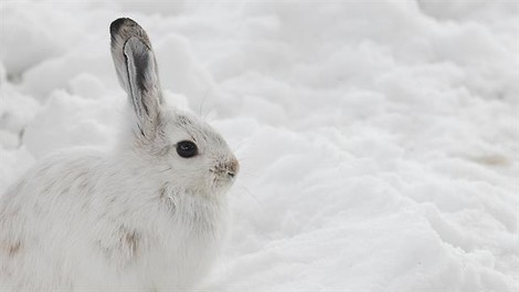 Color-Changing Animals Are Rebelling Against Climate Change