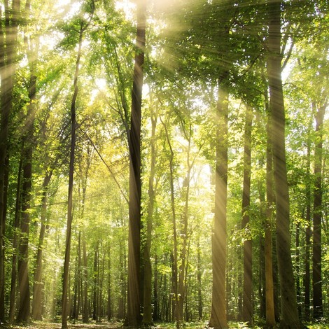 The Emerging Role Of Psychedelics In Psychiatry 