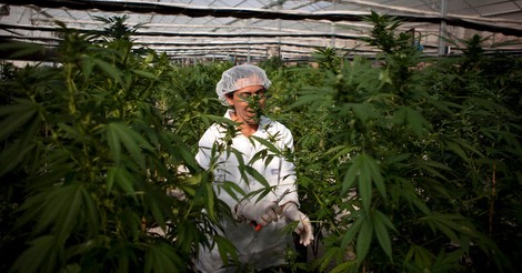 Israel Gives Cannabis A Green Light