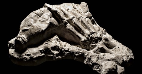Extinction In The Present Tense