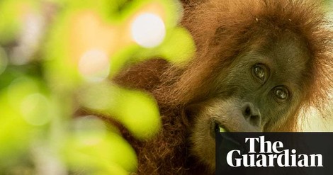 The Tapanuli Orangutan: Between Conservation And Development