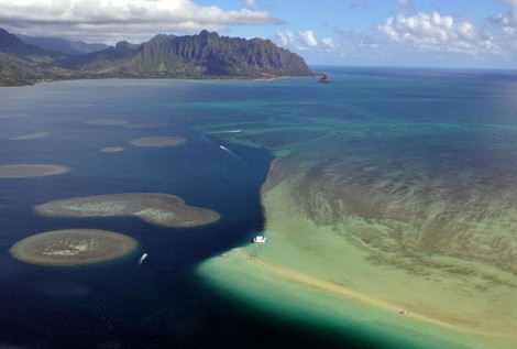 Sea Urchins Save Coral Reefs That Man Accidentally Almost Strangled