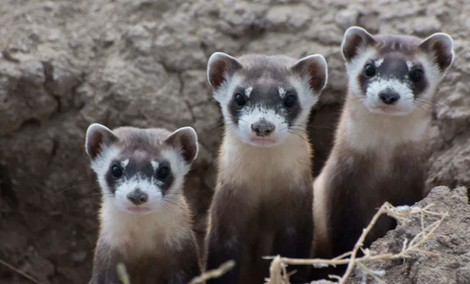 How Conservationists Saved A Species In Wyoming (But Was It Worth it?)

