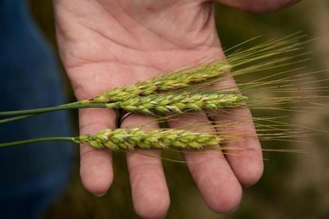 As CO2 Levels Rise, So Do Rates Of Malnourishment