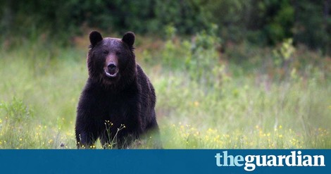 How The Brown Bear Became Public Enemy Number One In Rural Romania