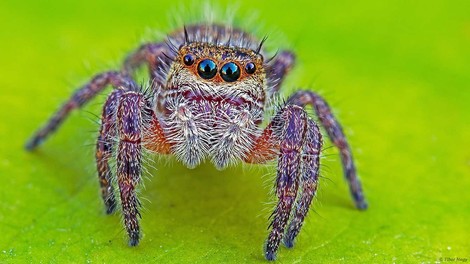 Watch Out For The Spiders: They Can Eat Us All 