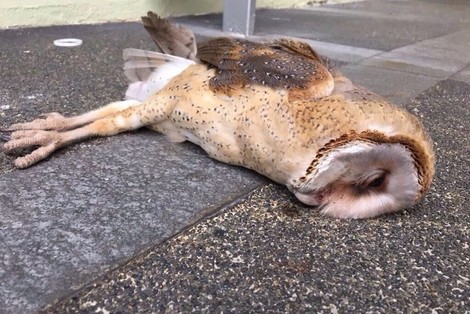 Skyscrapers Are Killing Migratory Birds In Land-Scarce Singapore