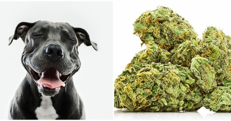 Medical Pot ... For Pets?
