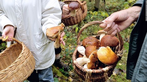 Fungi, An Unlikely Ally In Fight Against Plastic Pollution 