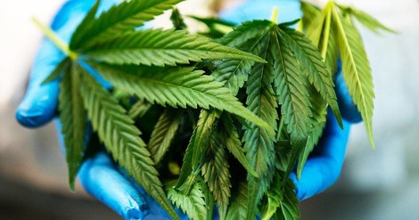 Cannabis Proven As An Effective Treatment For Rare Form of Epilepsy