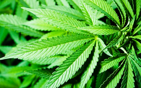Researchers Find Cannabis An Effective Treatment For PTSD