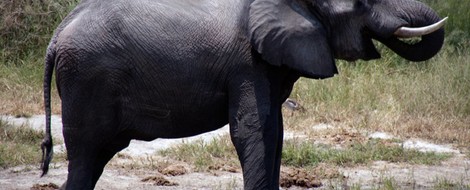 Zombie Genes Are Elephants’ Secret Weapons Against Cancer 