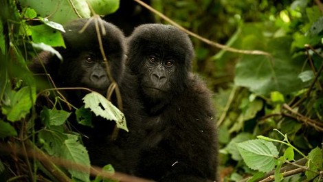 How Artificial Intelligence Can Fight Deforestation In Congo