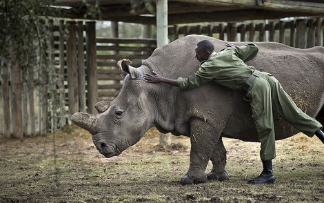 How Far Do We Go To Save A Species?
