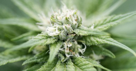 Top Ranked Strains Of 2017