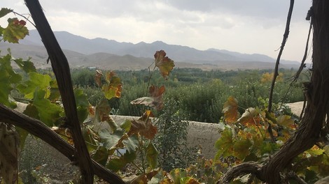 Between Apples And The Taliban 