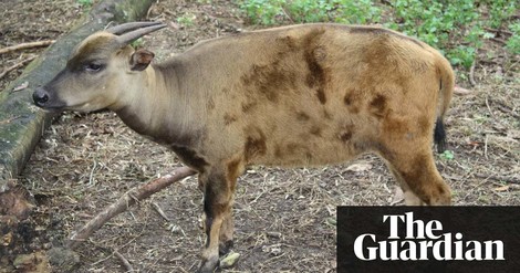 Why The Island Of Sulawesi Remains A Puzzle For Scientists