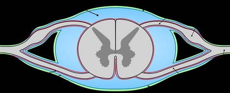 Tissue Engineering, Developments and the Nervous System