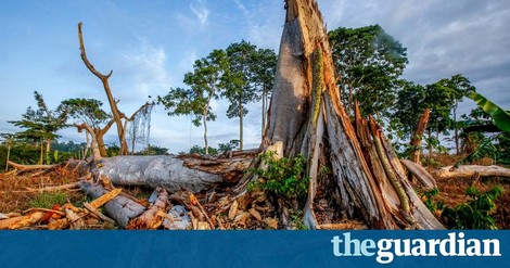 How The Appetite For Chocolate Destroys The Rainforests Of Ivory Coast