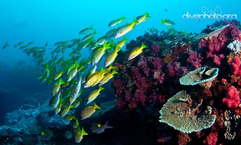 Saving The Ocean Can Help Us Save Climate (Happy Belated World Oceans Day!)