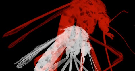 Climate Change Makes Room For Mosquito-Borne Diseases In Europe And North America