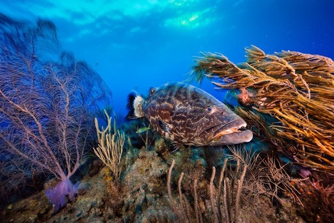 How Belize Is Fighting To Save Its Ocean
