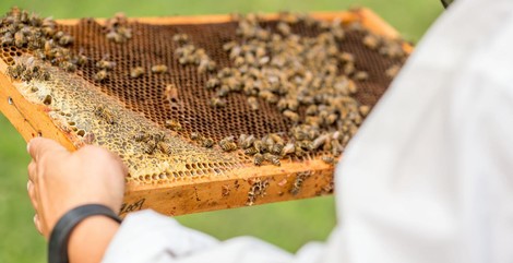 The Impressive Medicinal Value Of The OTHER Bee Products (And Of Honey, Too)