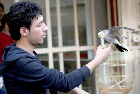 Birds Are Abandoning One Of Their Major 'Collective Nests' For Good: Iraq