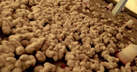 The Deadly Link Between Indian Chickens And Global Superbugs