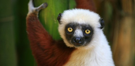 How Does An Animal Make It Onto The Endangered Species List?